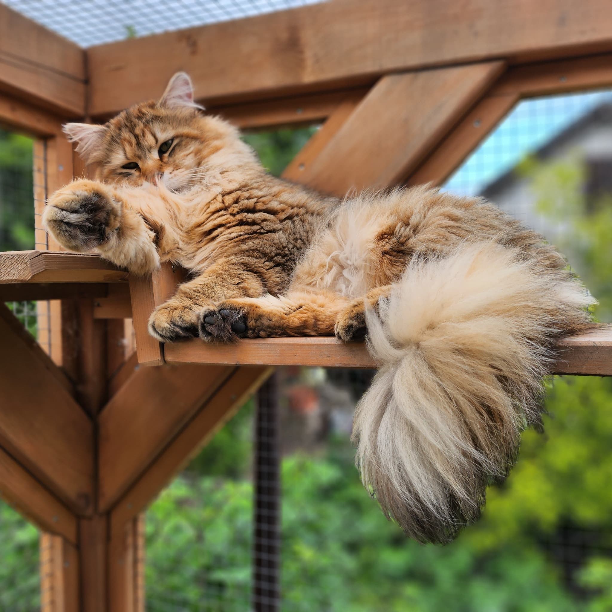 Glamour - Siberian Boy