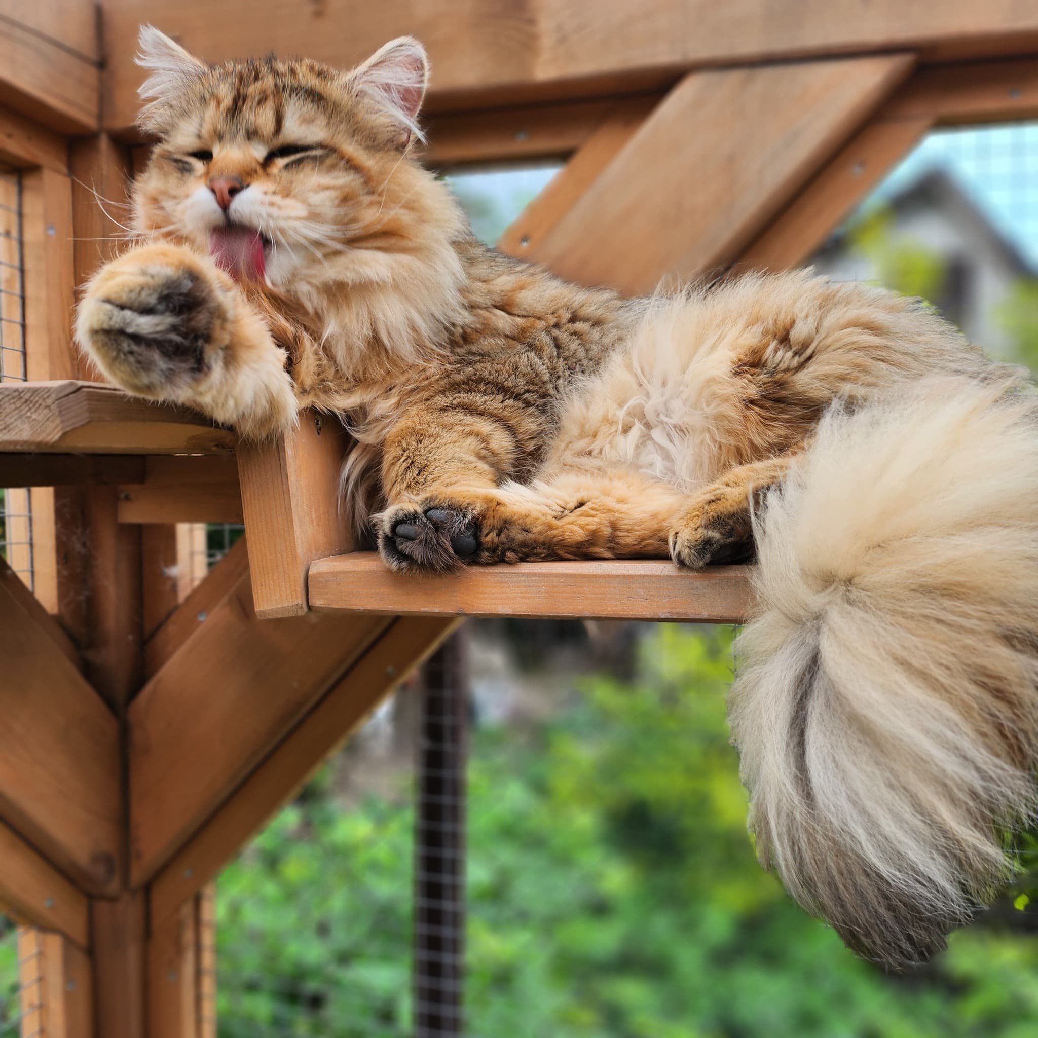 Glamour - Siberian Boy