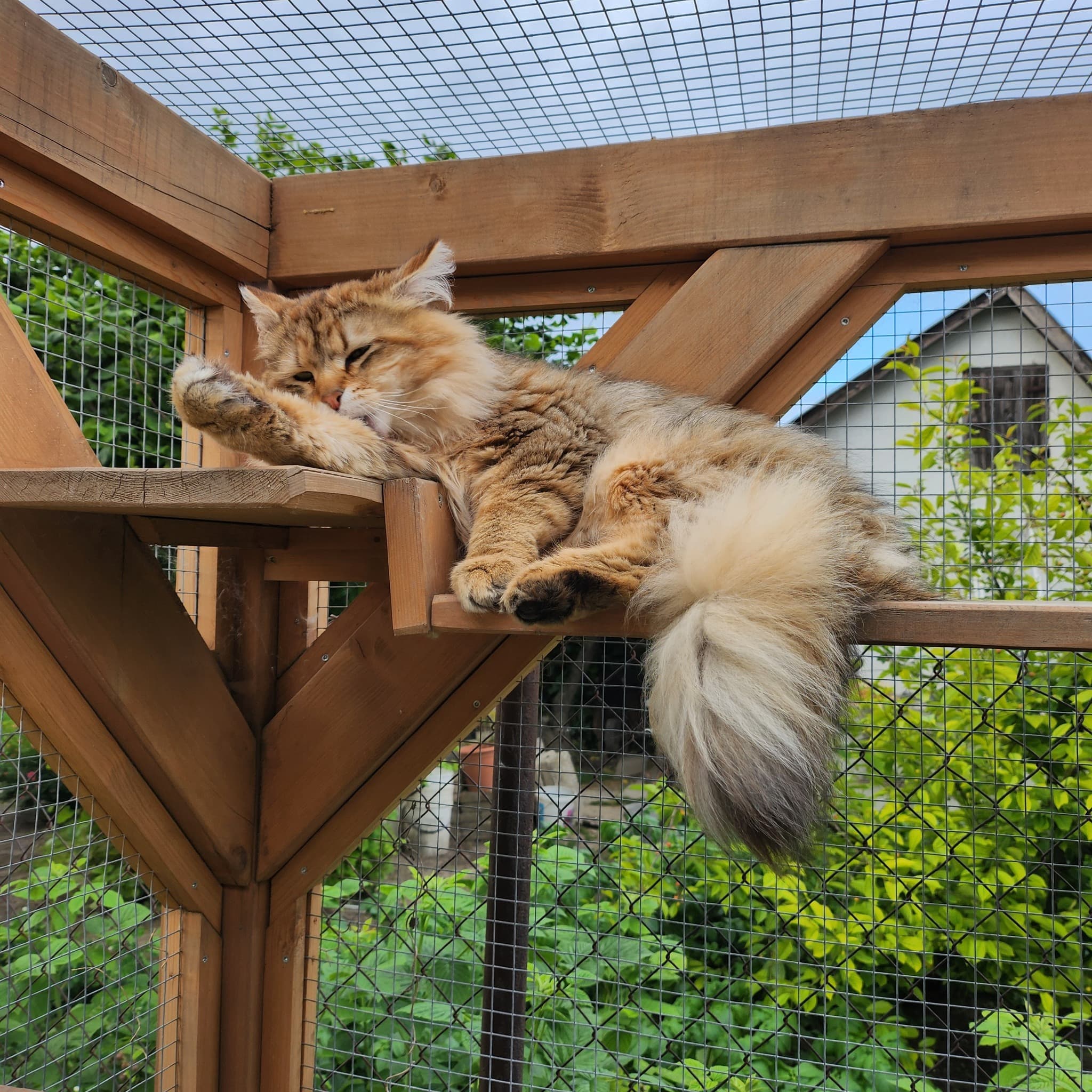 Glamour - Siberian Boy