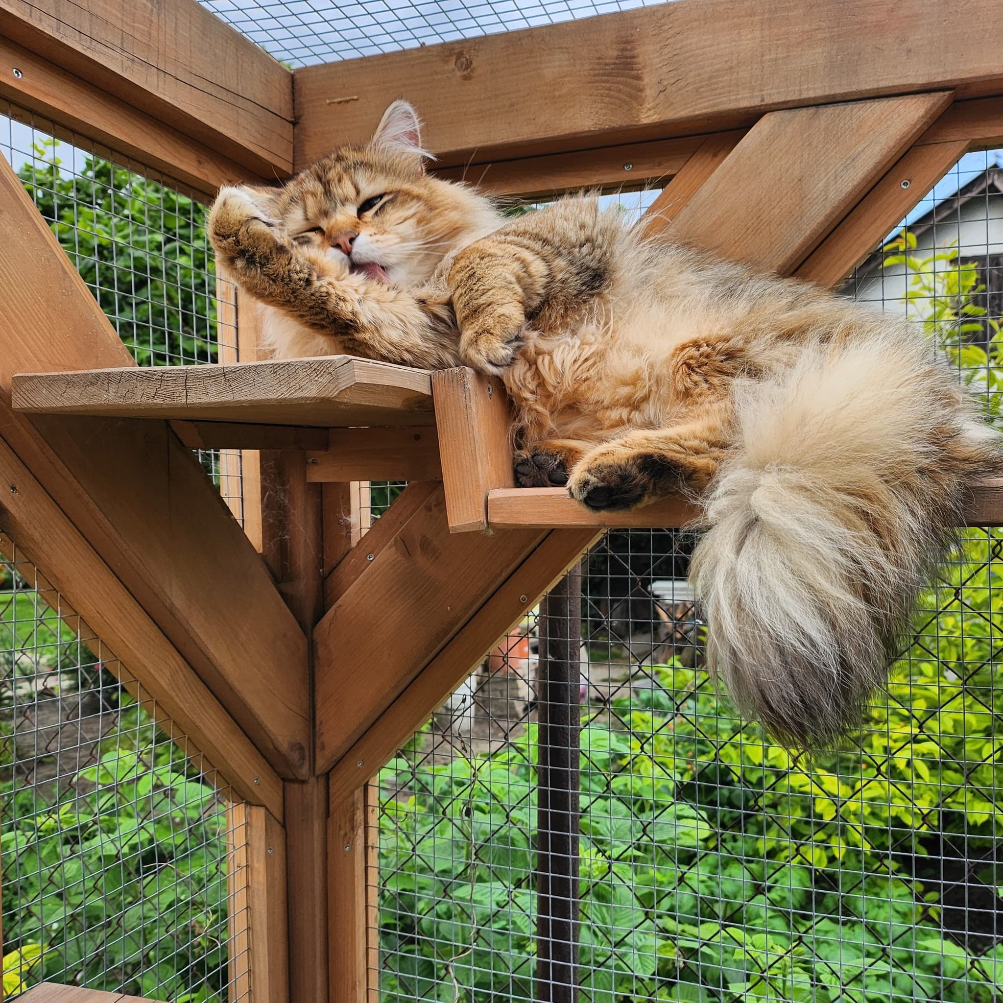 Glamour - Siberian Boy