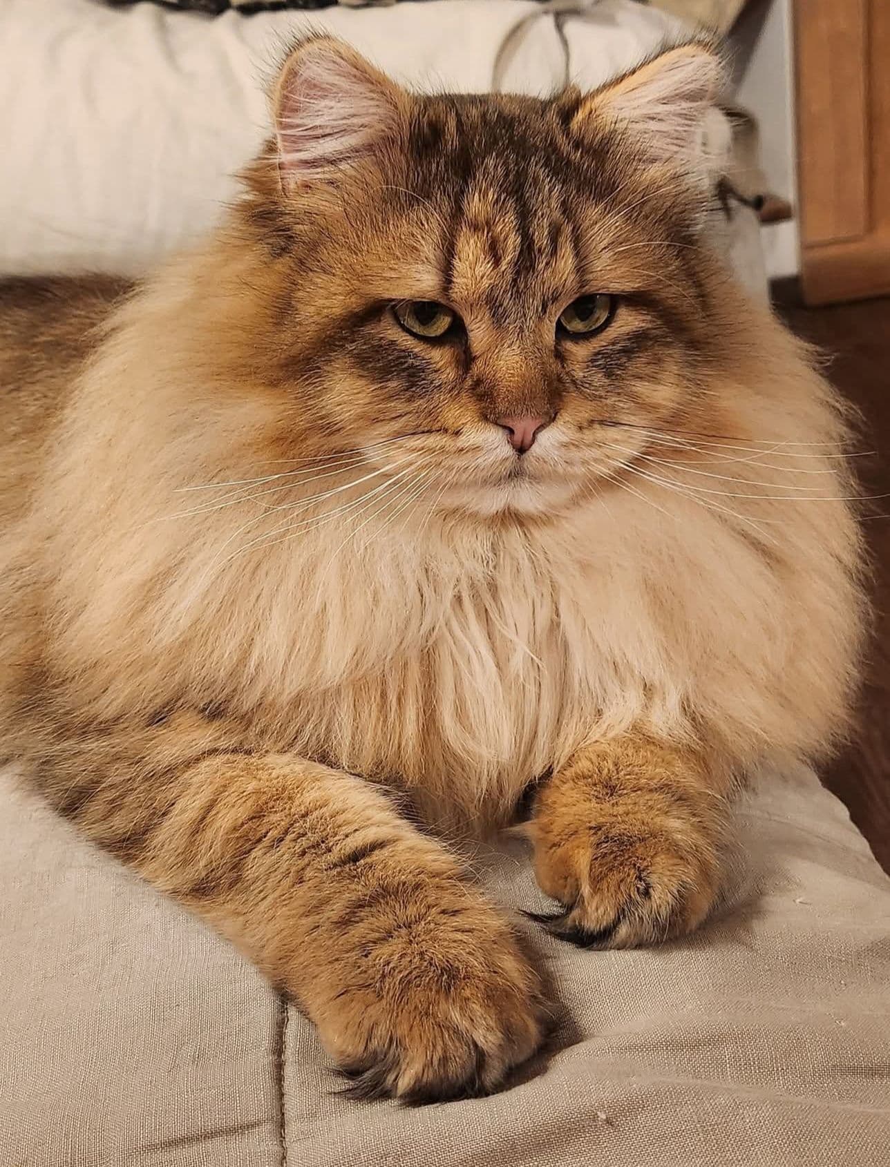 Siberian kitten 1