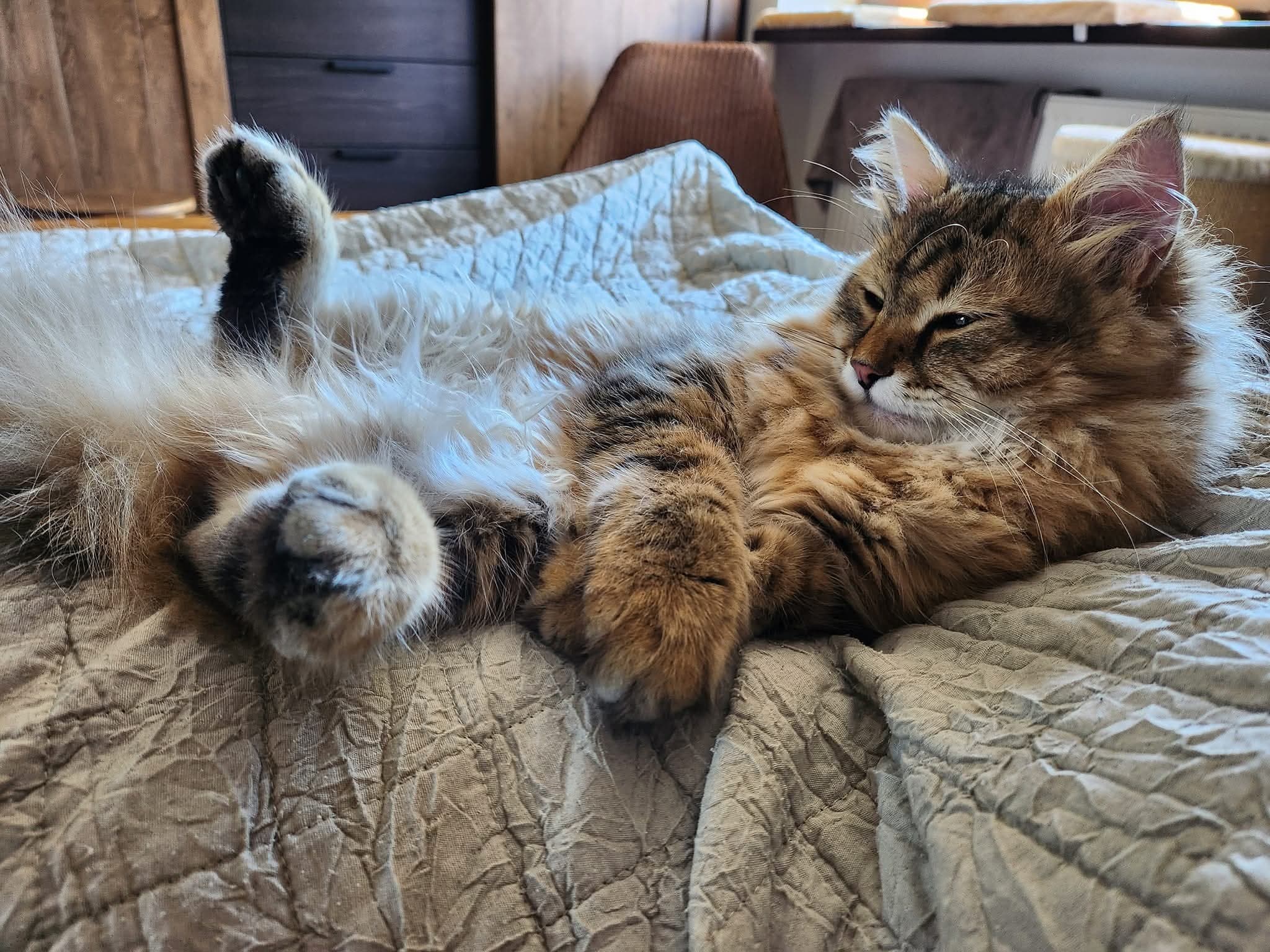 Siberian kitten 2