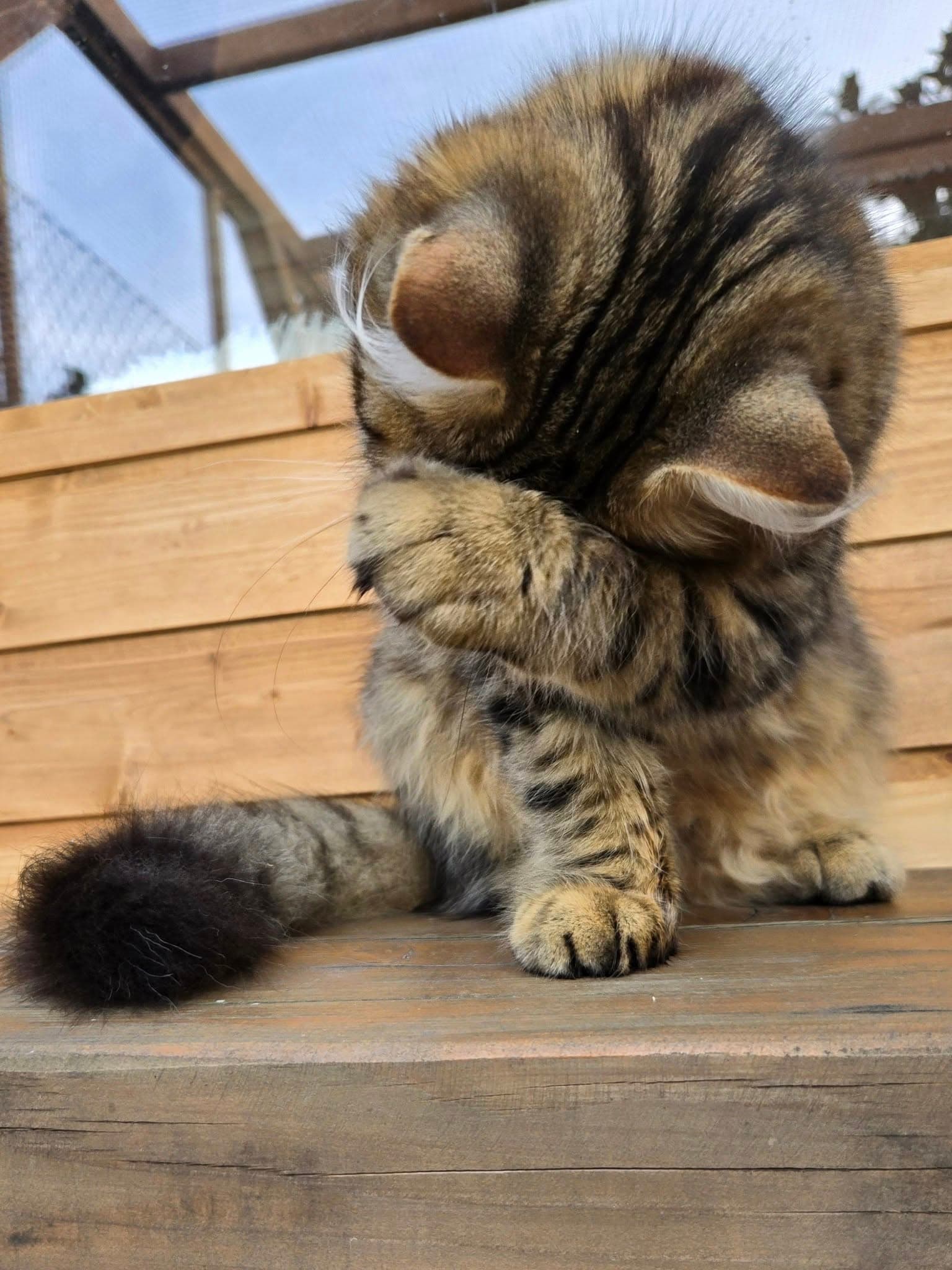 Siberian kitten 3