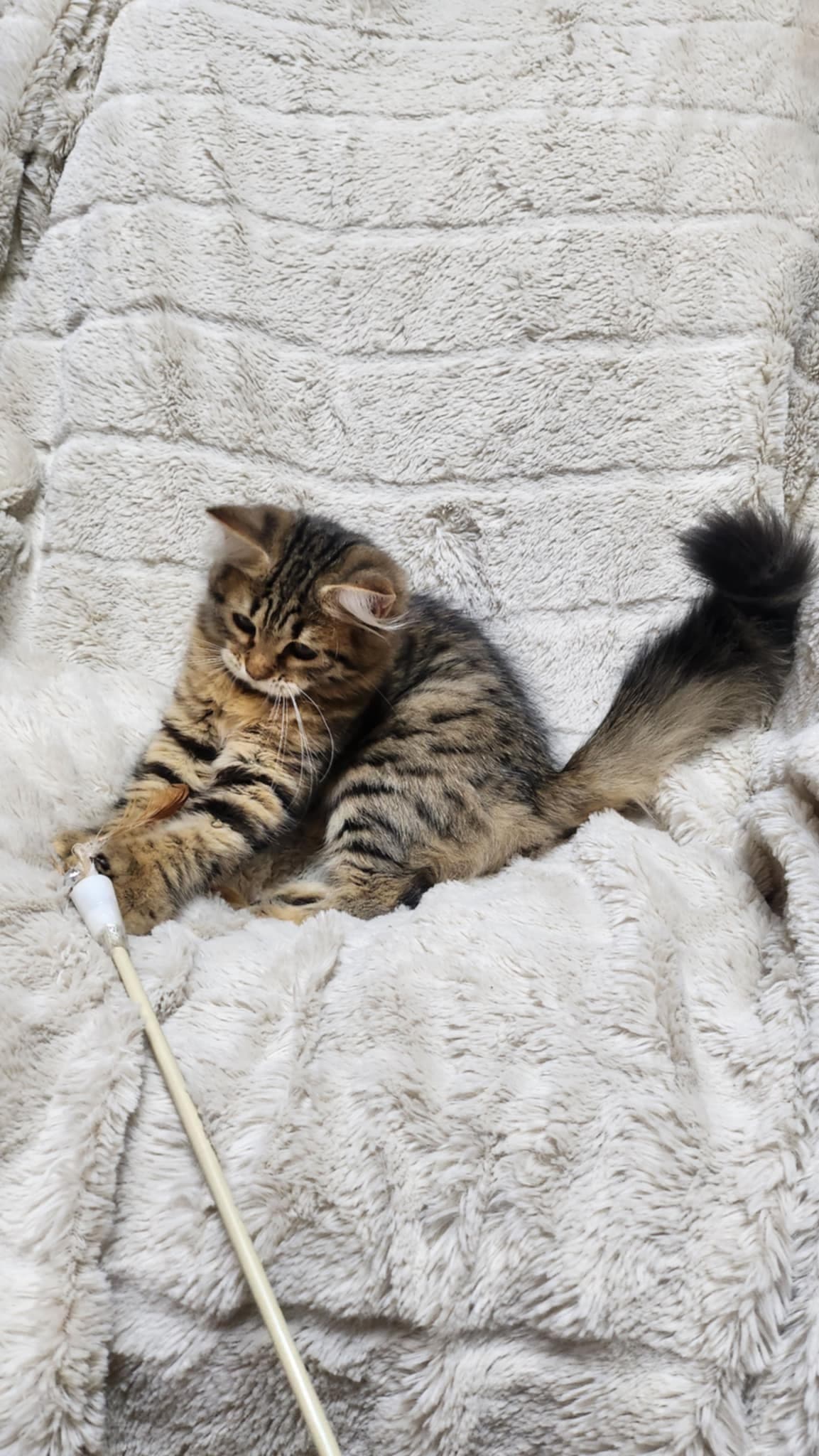 Siberian kitten 4