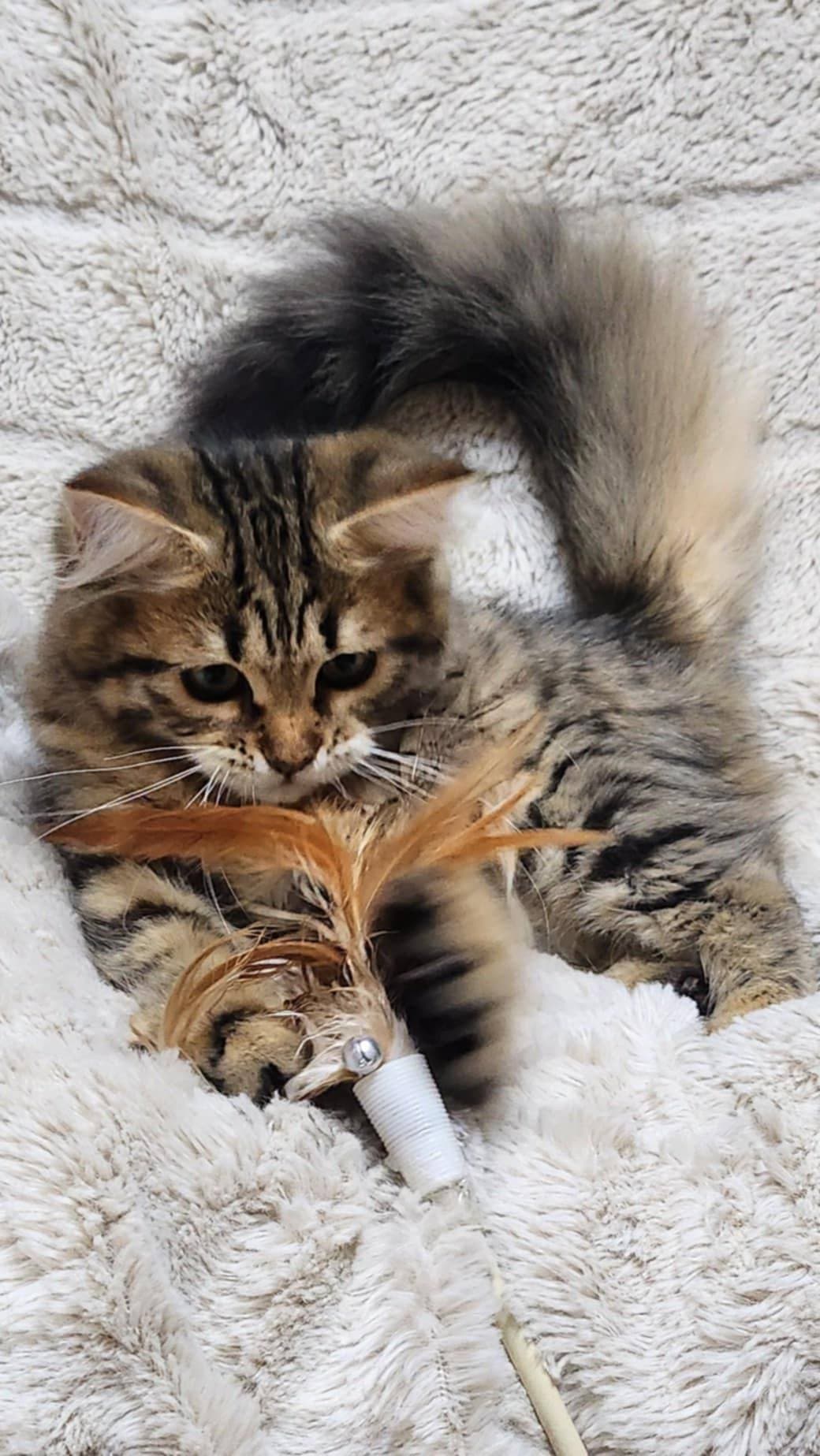 Siberian kitten 5